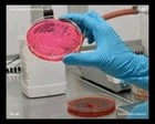 Salmonella on XLD